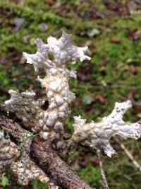 Lobaria pulmonaria image