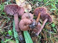 Laccaria amethysteo-occidentalis image