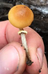 Conocybe rugosa image