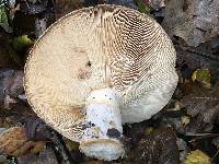 Lactarius argillaceifolius image