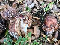 Tricholoma dryophilum image