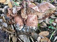 Tricholoma dryophilum image