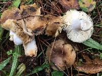 Russula cerolens image