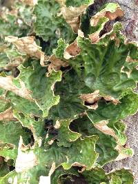 Lobaria pulmonaria image