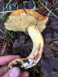 Suillus pungens image