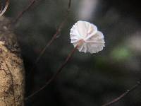 Gymnopus quercophilus image