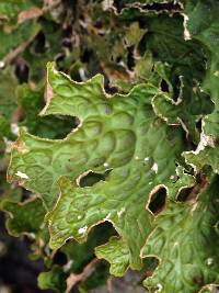 Lobaria pulmonaria image