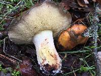 Suillus pungens image