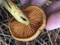 Cortinarius croceus image