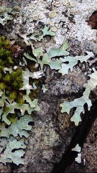 Parmelia sulcata image