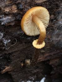 Conocybe rugosa image