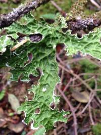 Lobaria pulmonaria image