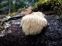 Hericium erinaceus image