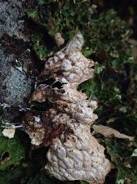 Lobaria pulmonaria image