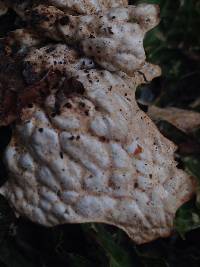 Lobaria pulmonaria image