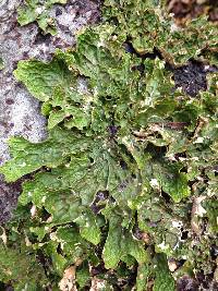 Lobaria pulmonaria image