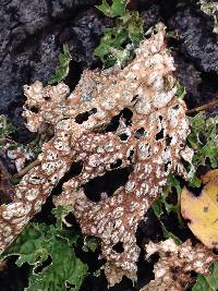 Lobaria pulmonaria image