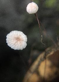 Gymnopus quercophilus image