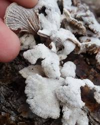 Schizophyllum commune image