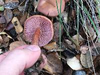 Laccaria amethysteo-occidentalis image