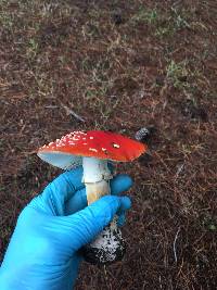 Amanita muscaria image