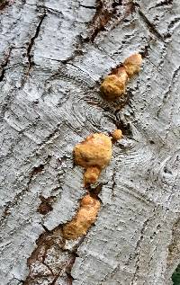 Phellinus gilvus image