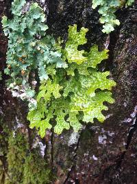 Lobaria pulmonaria image