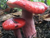 Russula sanguinaria image