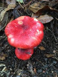 Russula sanguinaria image