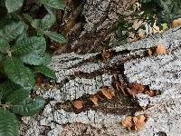 Phellinus gilvus image