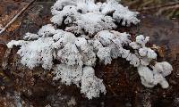 Schizophyllum commune image