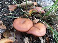 Laccaria amethysteo-occidentalis image