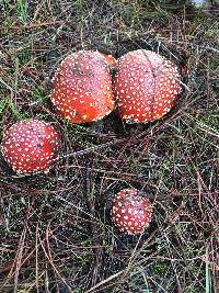 Amanita muscaria image