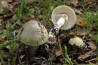 Amanita phalloides image