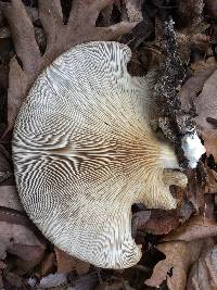 Pleurotus ostreatus image