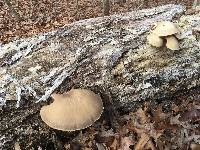 Pleurotus ostreatus image