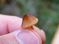 Mycena californiensis image