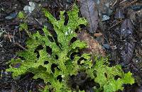 Lobaria pulmonaria image