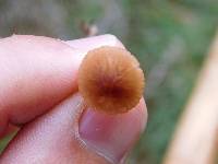 Mycena californiensis image