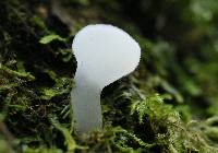 Pseudohydnum gelatinosum image