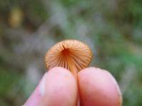 Mycena californiensis image