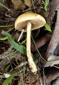 Agrocybe pediades image