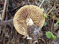 Agrocybe pediades image