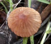 Mycena californiensis image