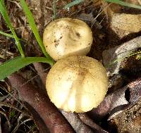 Agrocybe pediades image