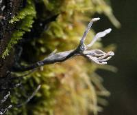 Xylaria hypoxylon image