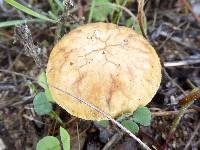 Agrocybe pediades image