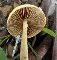 Agrocybe pediades image