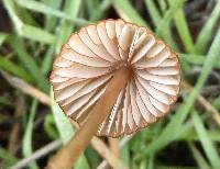 Mycena californiensis image