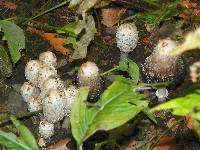 Coprinus comatus image